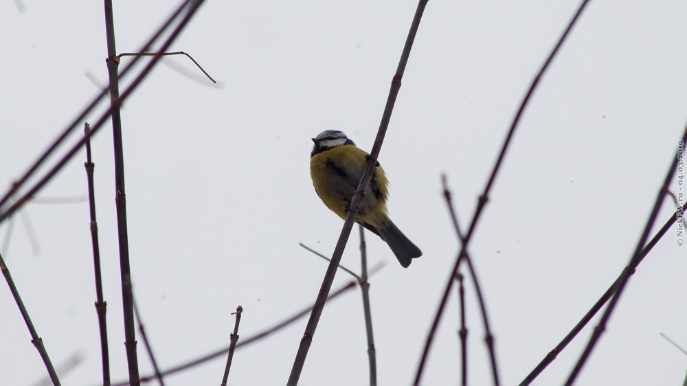 1. Лазоревка © NickFW.ru — 04.03.2019г.