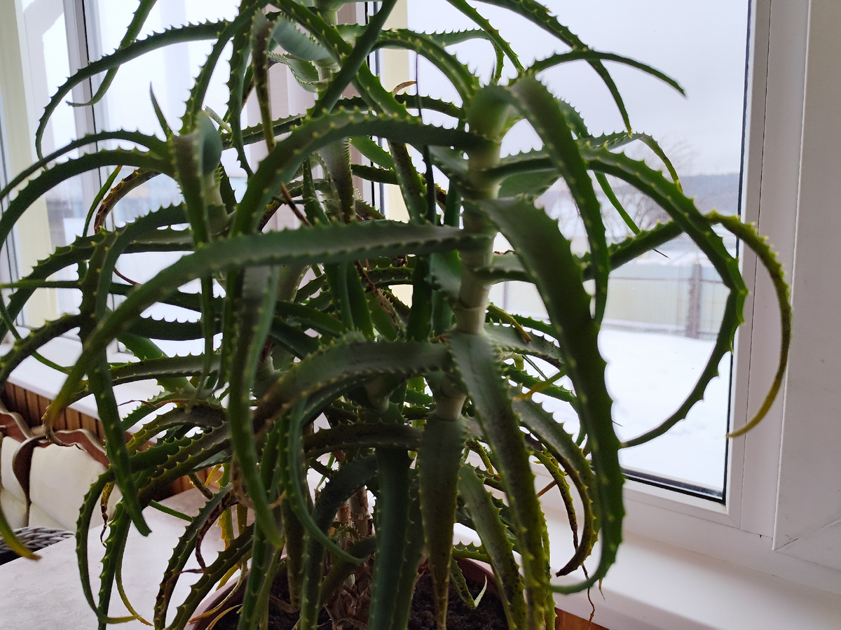 Алоэ стоит на веранде, жалко стало, занесу обратно домой.