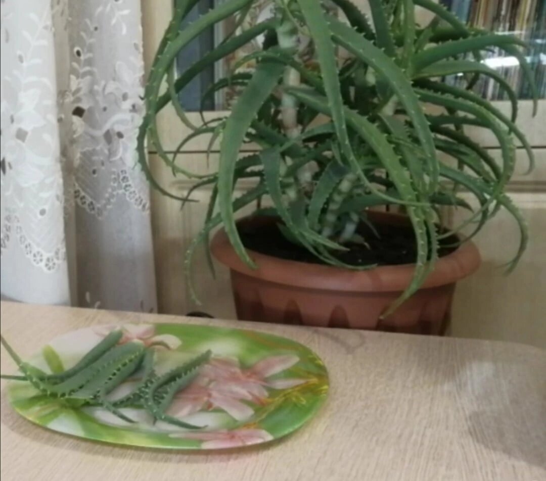 Подготовка листьев к закладке в холодильник на 3-5 дней перед закладкой семян томатов для прорастания.