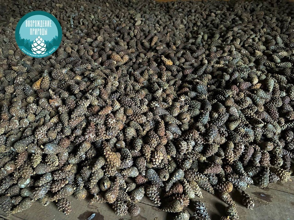    Более 2 тонн шишек собрали в Бузулукском бору за последний месяц