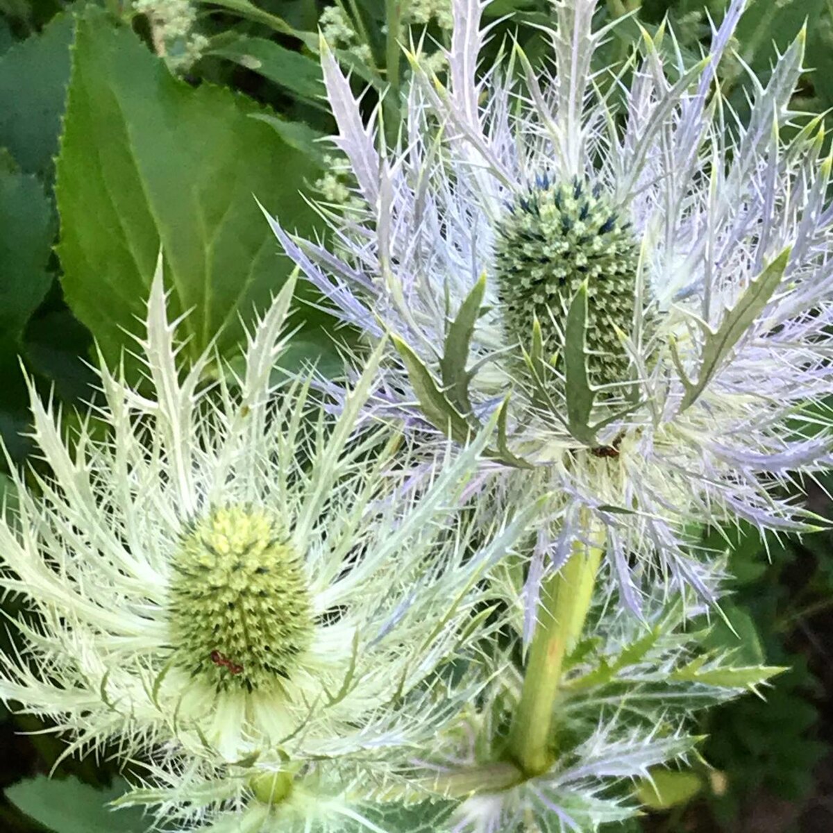 "Чертогон" из нашего питомника. Синеголовник Альпийский "Блю Стар"
