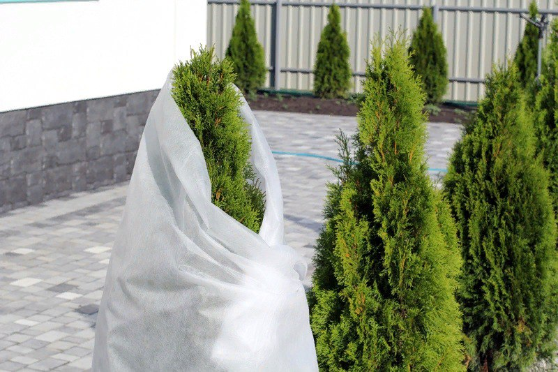 Укрытие хвойных растений