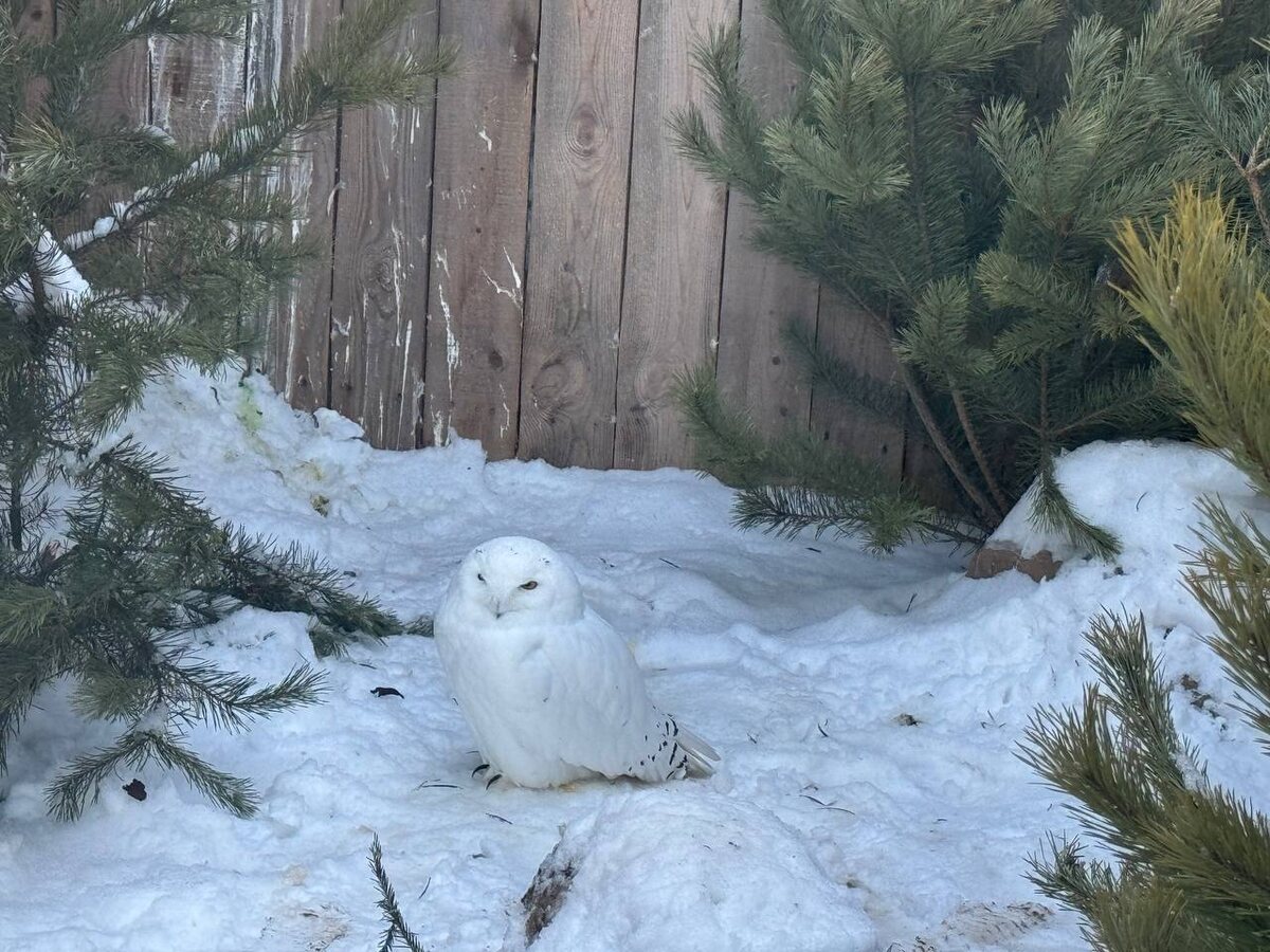   Фото: Пермский зоопарк Полина Анкушина