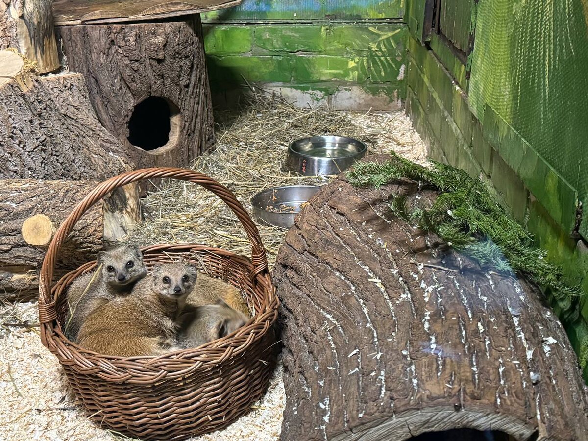    Фото: Пермский зоопарк Полина Анкушина