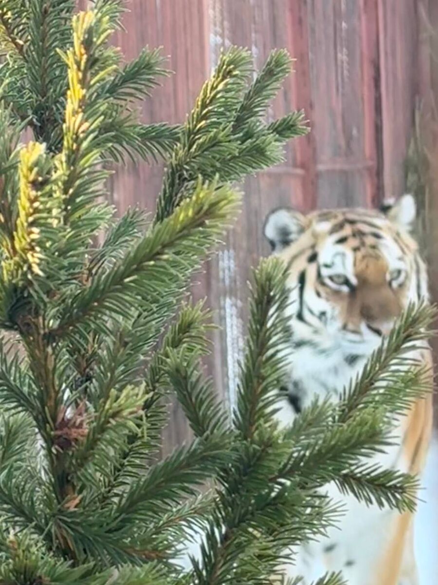    Фото: Пермский зоопарк Полина Анкушина