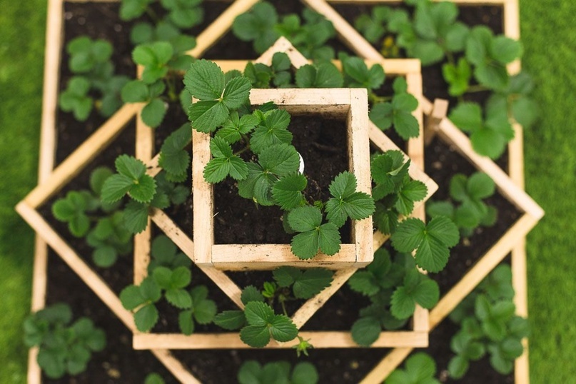 есть множество вариантов пирамид, саженцы клубники можно подобрать различных сортов , чтобы любоваться цветением все лето и ягоды были.