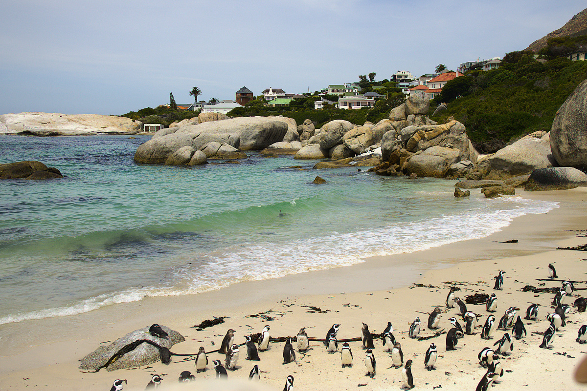 Пингвины на пляже Саймонстауна