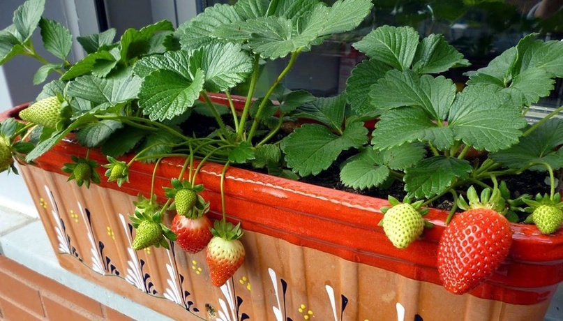 вот такая красота может получится 