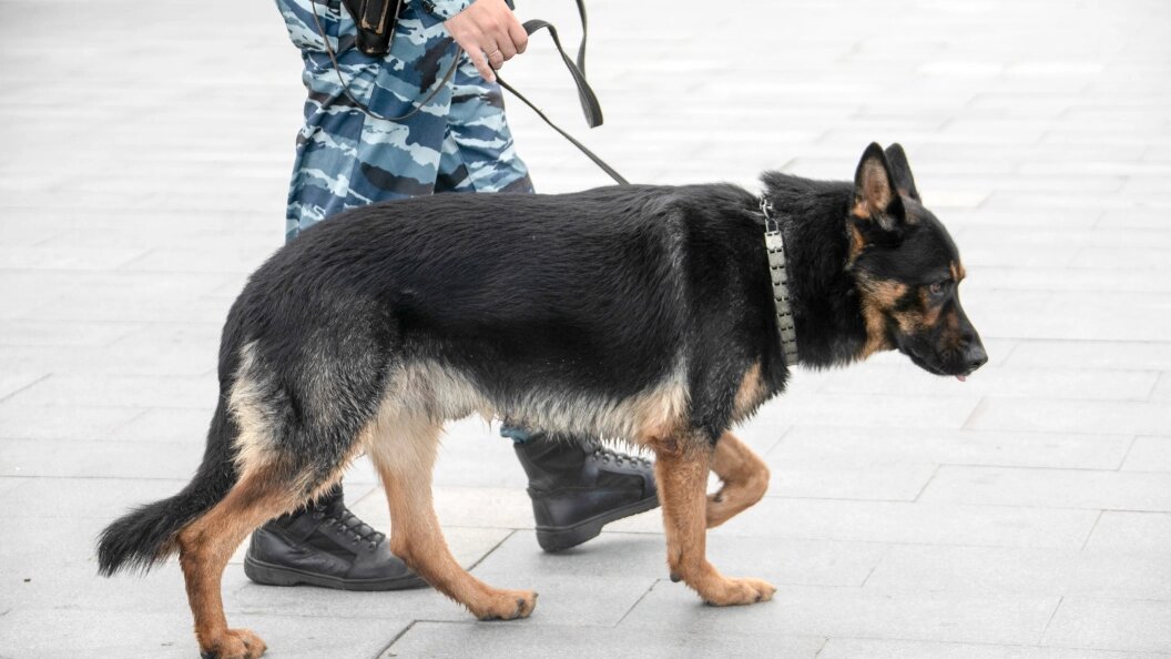    фото: Pogiba Aleksandra/news.ru