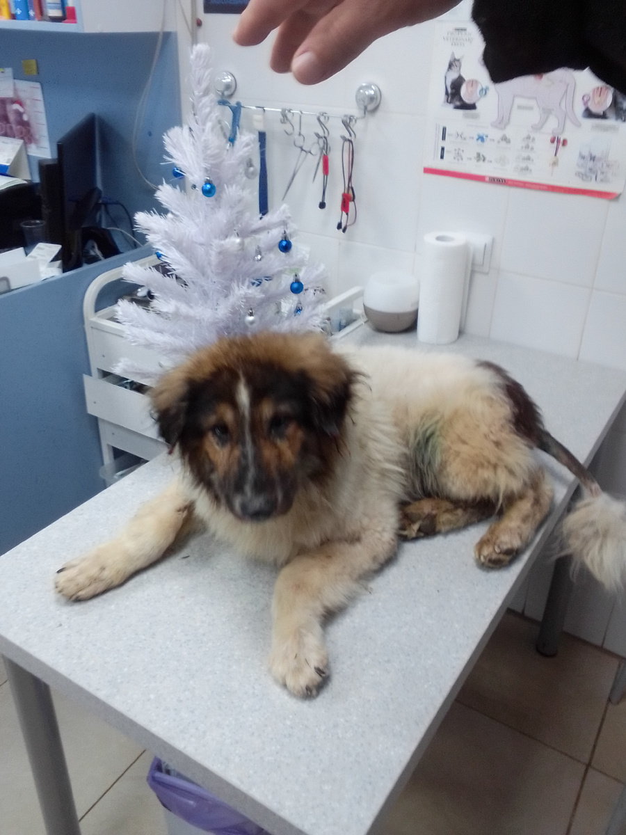 Афоня после операции в ветклинике