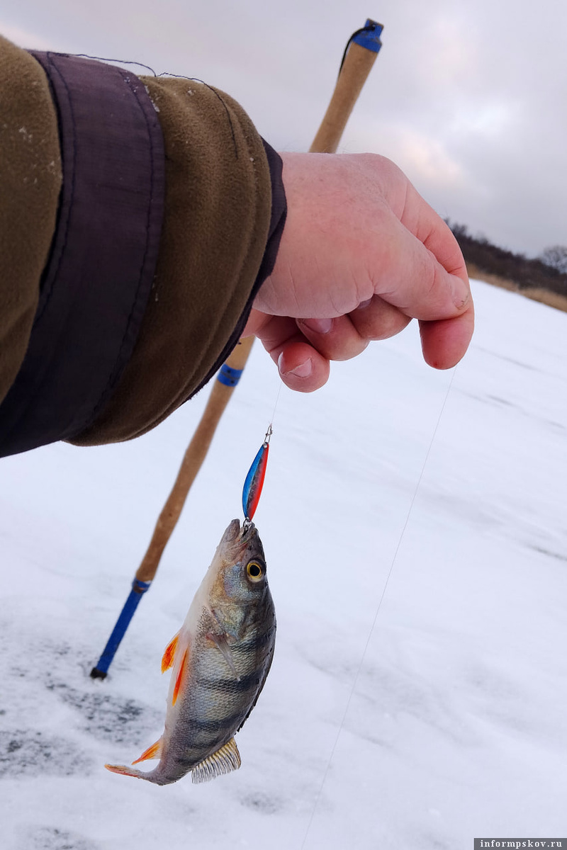 Псковское озеро. Балсово. Мой первый окунёк в новом, 2025 году