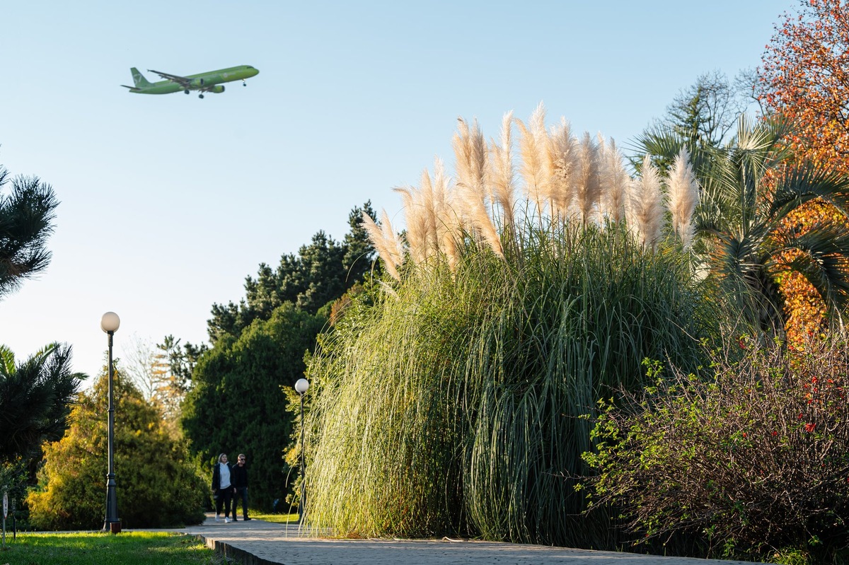 Виды на пролетающие самолёты с парка «Южные культуры». Федеральная территория Сириус