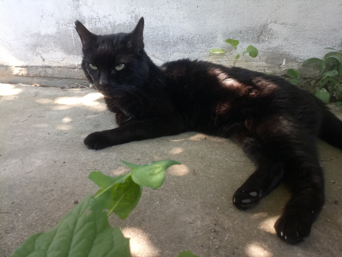 Август 2023. Здесь он уже пошел на поправку, но щека еще не обросла