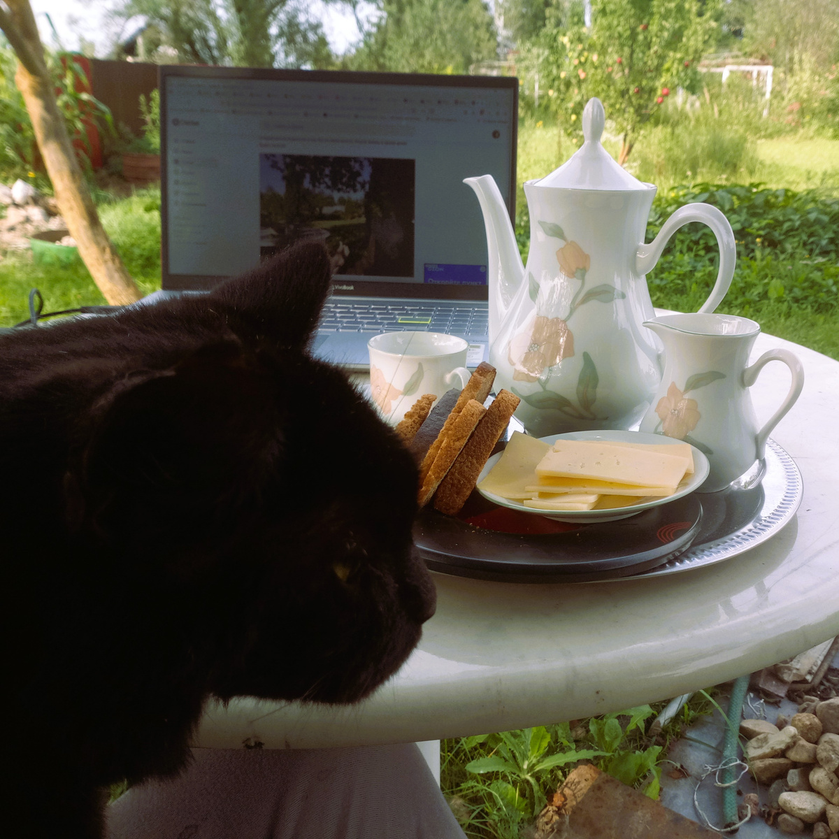 У хозяйки на коленках за завтраком в саду...