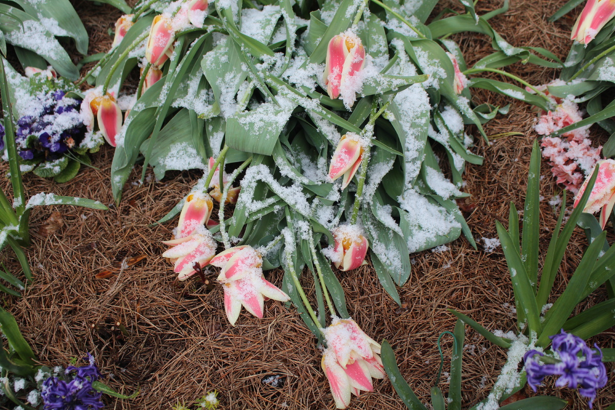 Наш сад в мае 2023