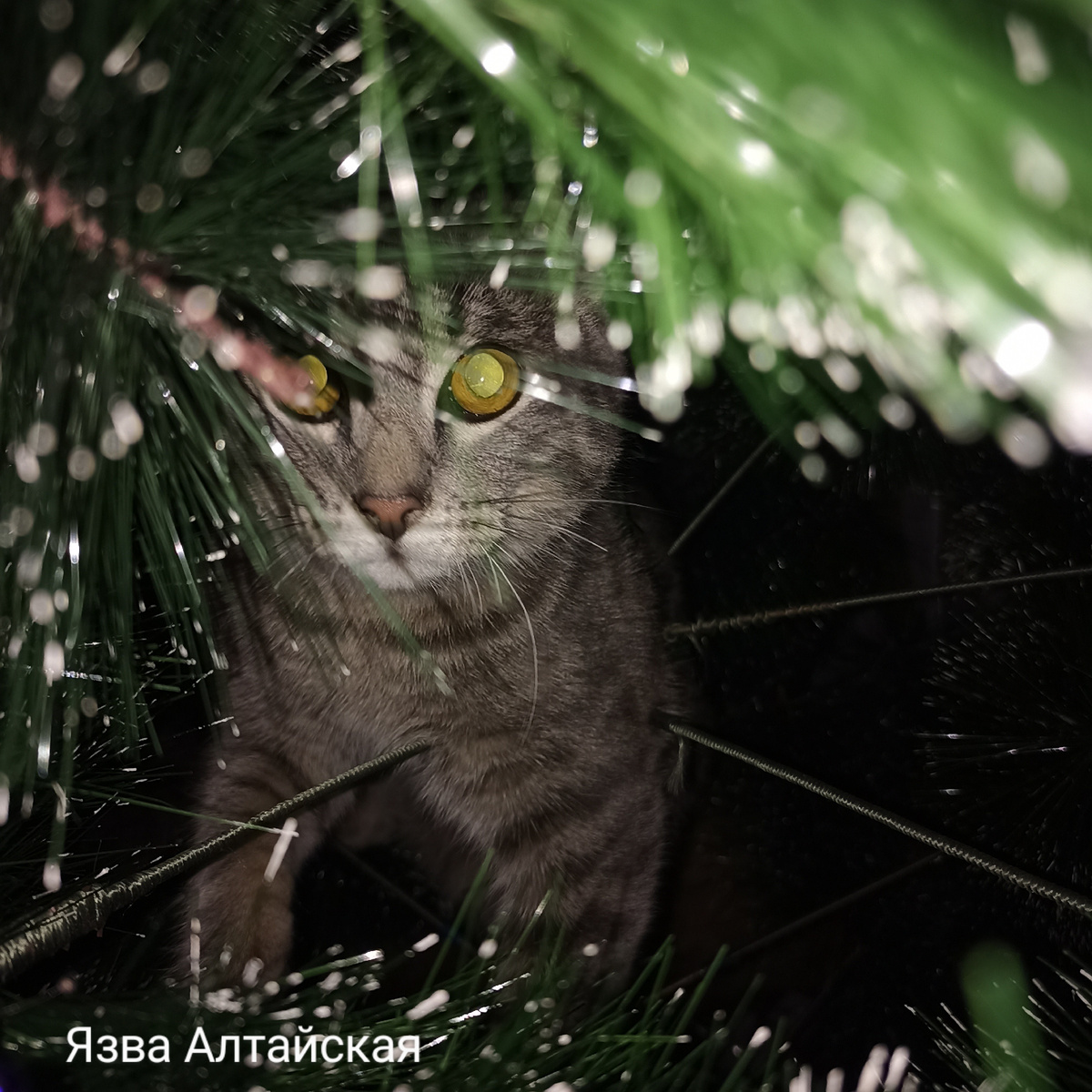 Мой питомец. Разрушил ёлку ещё до Рождества. 