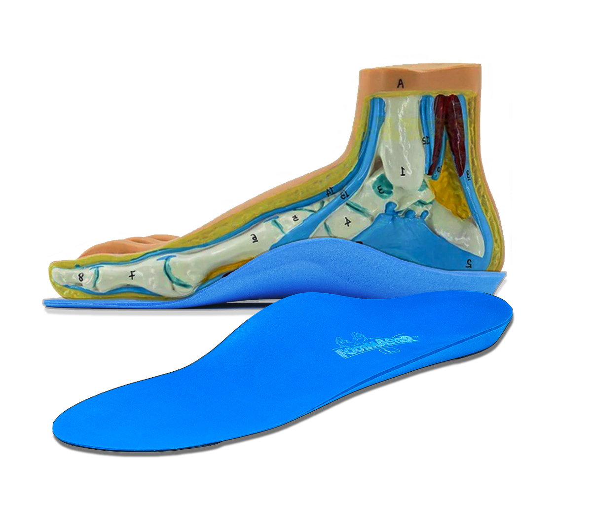 На фотографии изображены бескаркасные индивидуальные ортопедические стельки