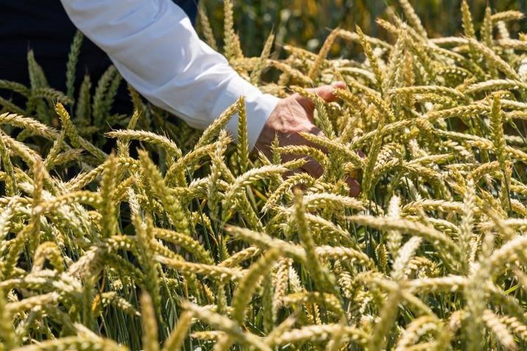    Озимая пшеница ГРОМ снова взяла золото в категории самых популярных в России