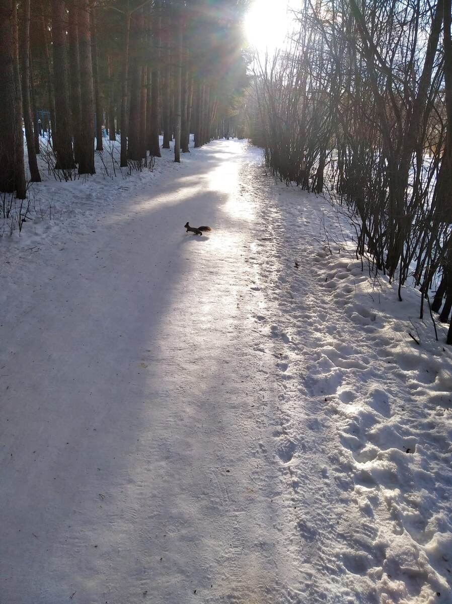 Белка в парке