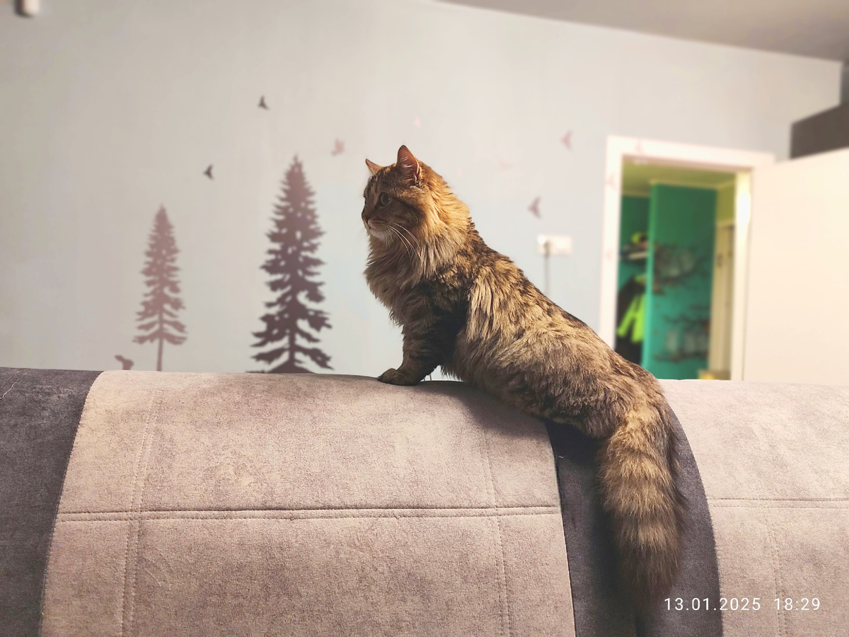 Масик. Ну кот же, ребята! Кот!