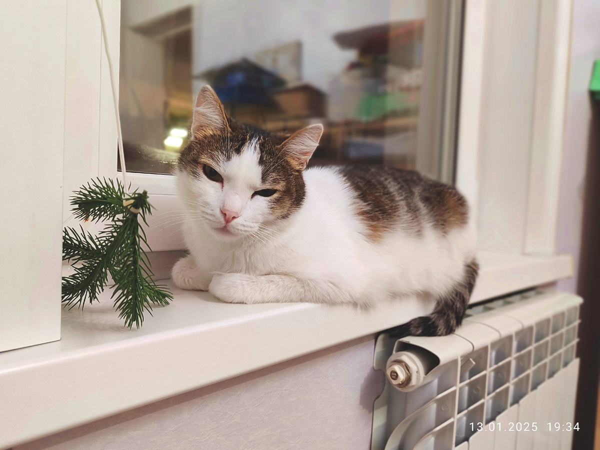 Вот с такой примерно мордой он тогда был