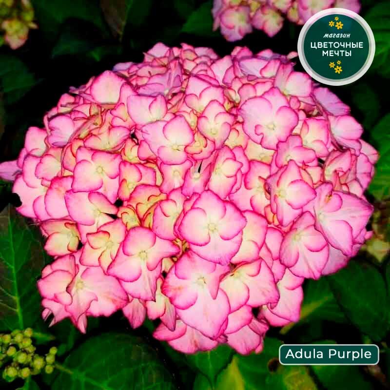 Гортензия Адула Парпл / Adula Purple