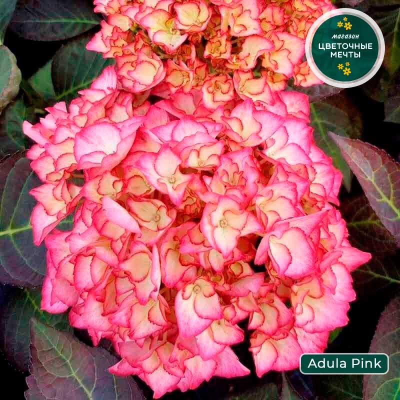 Гортензия Адула Парпл / Adula Purple 
