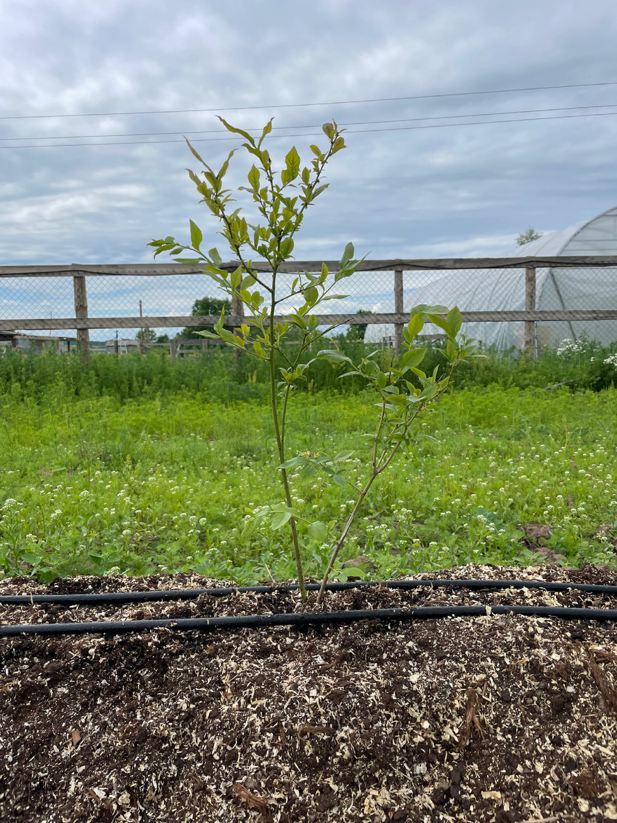Посажен трехлетний саженец. Питомник Поспелла