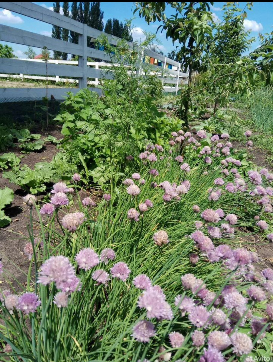Фото в полной мере не передаёт реальный цвет, в действительности яркие розово-сиреневые кубышечки