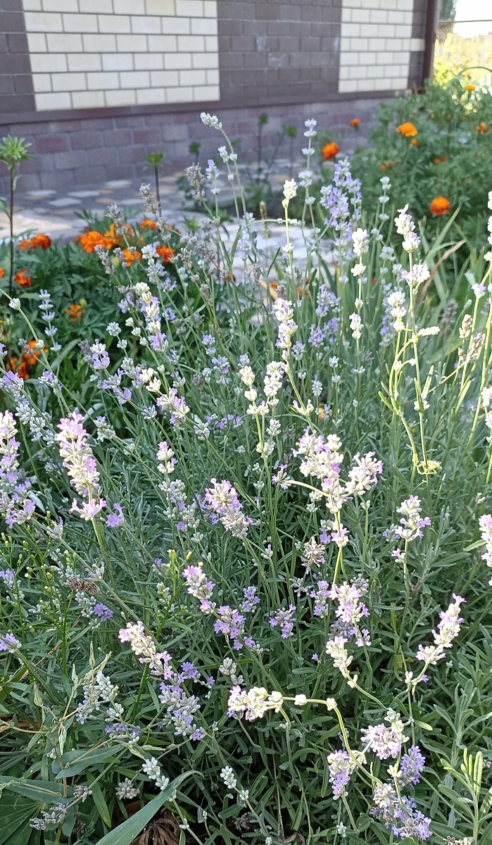 Моя лаванда