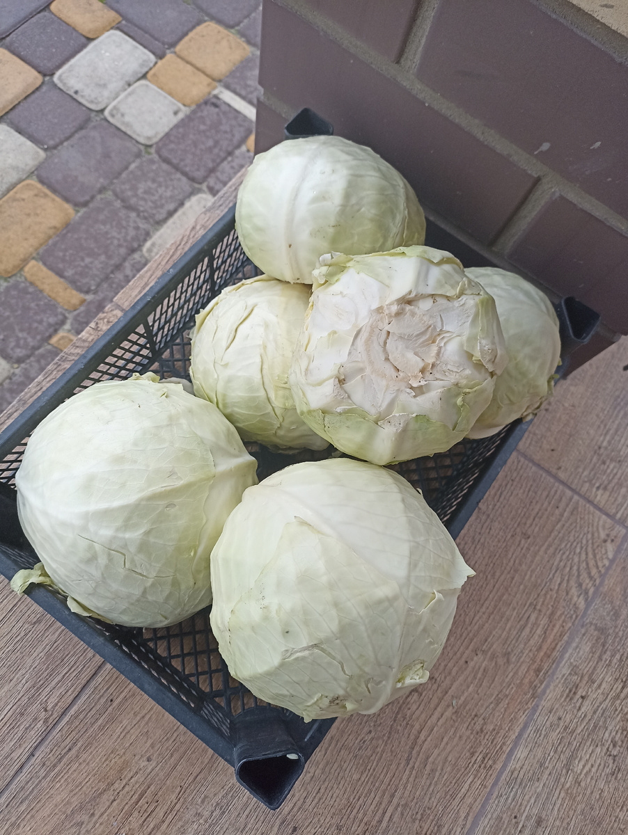 Не большой урожай, конечно, по 2-2,5 кг кочан, но мне в принципе достаточно. 