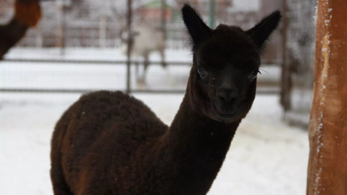     Источник: vk.com/зоопарк Удмуртии