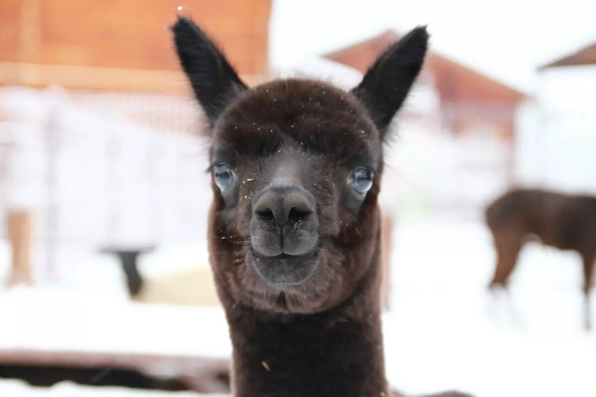     Источник: vk.com/зоопарк Удмуртии