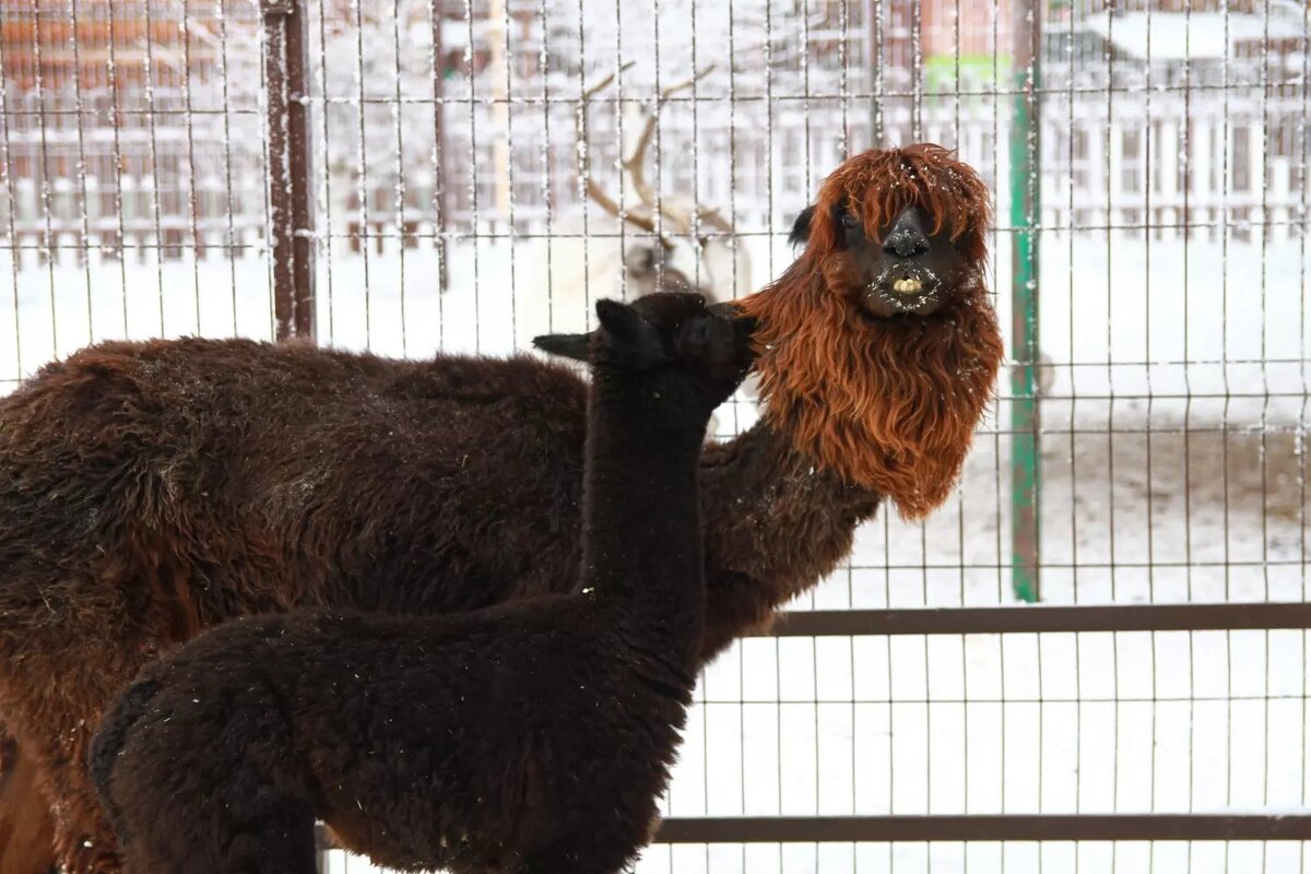     Источник: vk.com/зоопарк Удмуртии