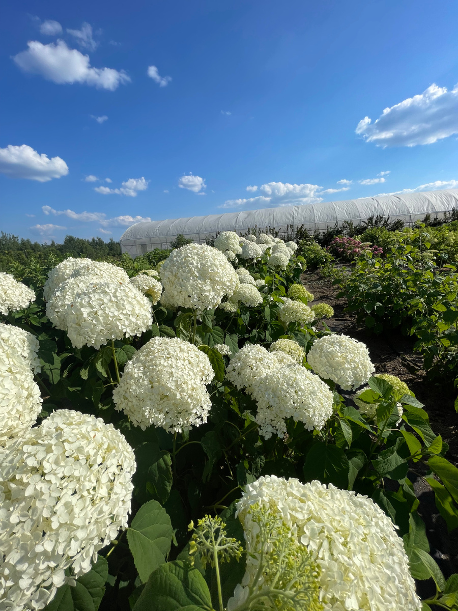 Гортензии в лесково