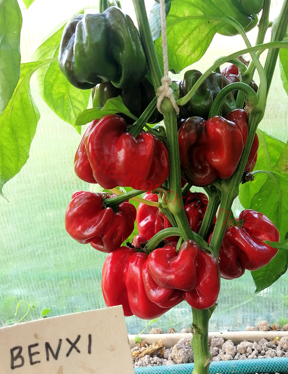 Benxi (Бэнкси)