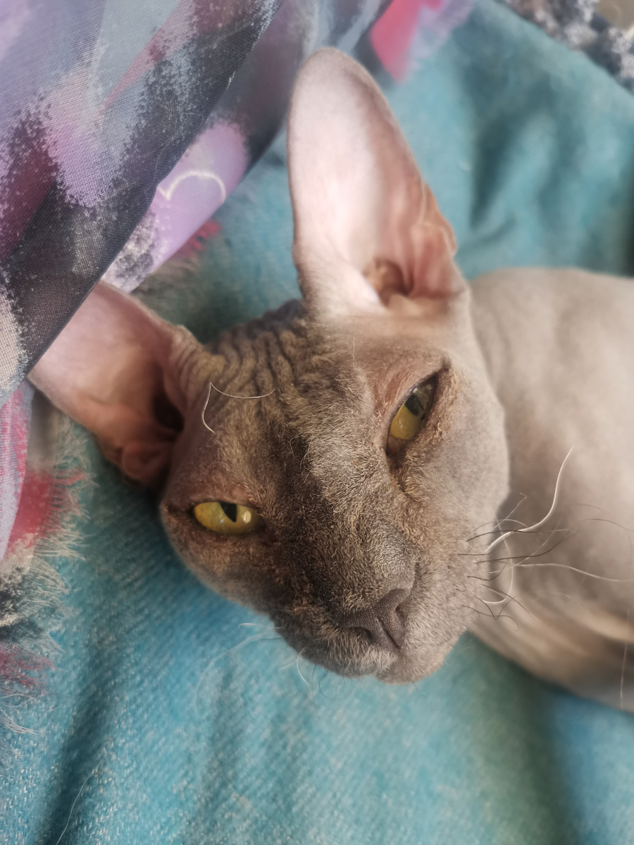 Наша Звезда 😽 , нашла ее привязанной к батарее , в очень плохом состоянии , худющую с почти слипшимися  от гноя глазами . Лечила долго ! Ревнивая ужасно , живет у меня два года и все пытается внедрить свои правила 🤷 пока  не удается🤣