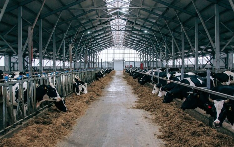    Крупному рогатому скоту в Чувашии хватит травяных кормов до пастбищного сезона 2025