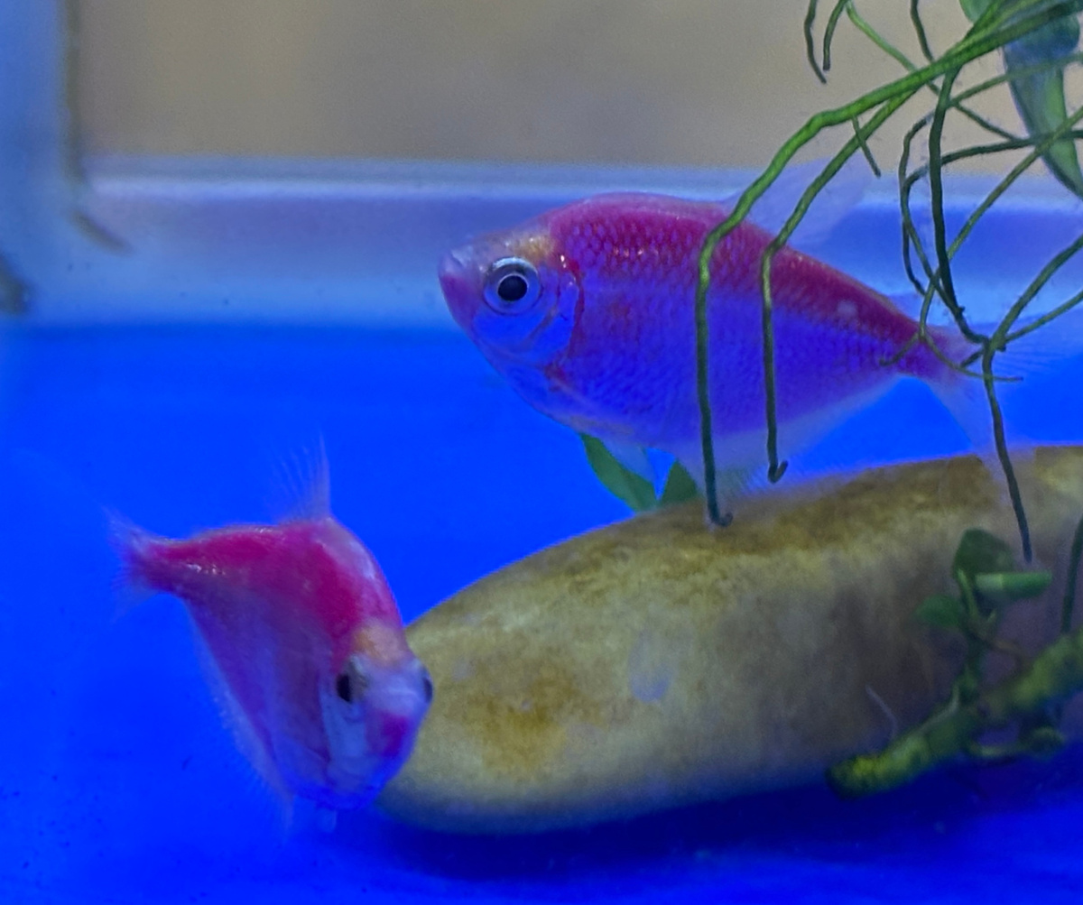 Вот таких гло-тернеций сейчас получил.