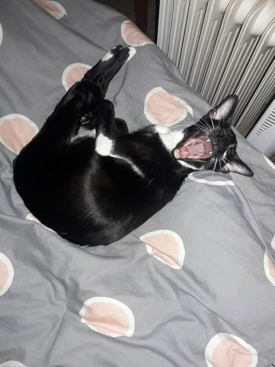 Истерика, когда хозяин не кормил целых 5 минут