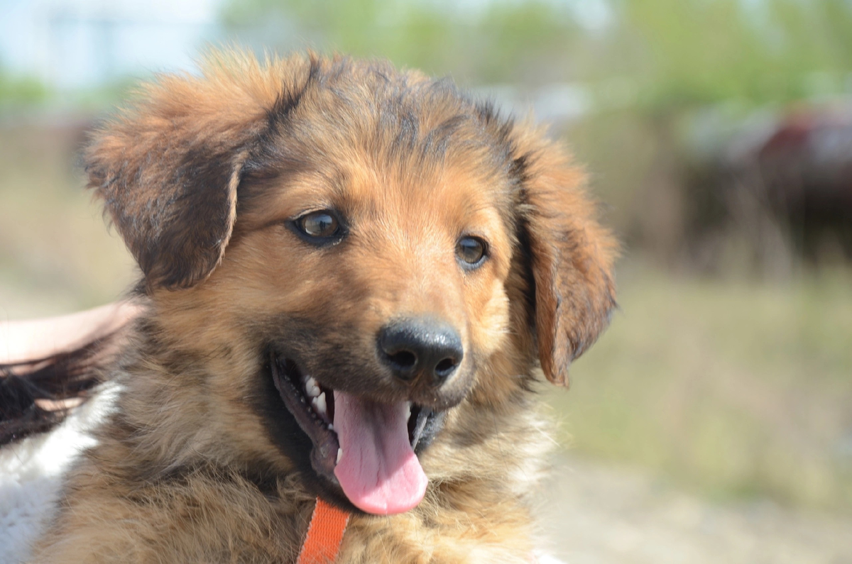 Маленький Перси