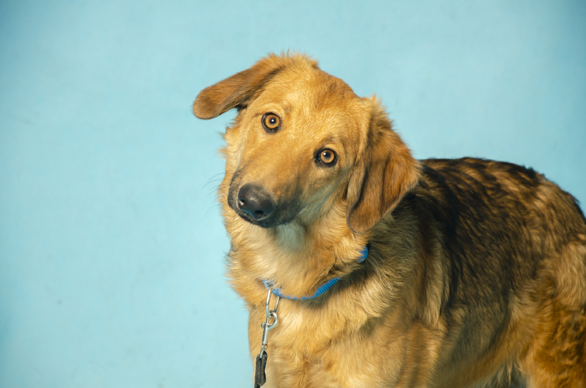 Перси-подросток