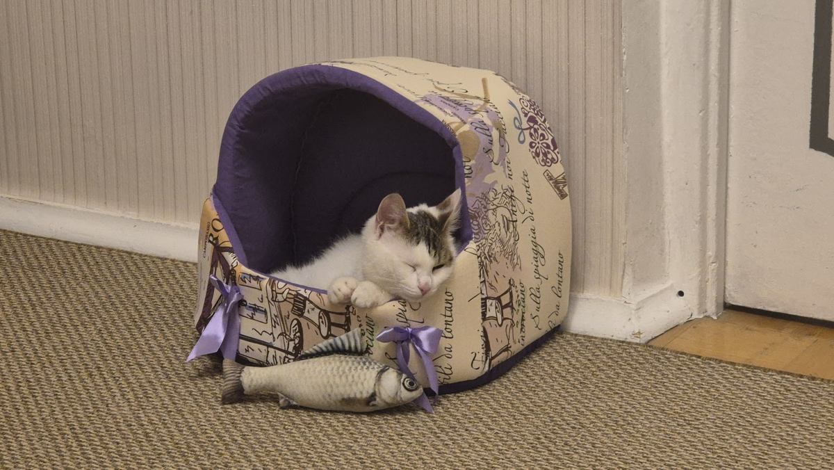 Играл с рыбкой-игрушкой и задремал