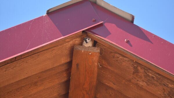    © Sputnik / Виктор Толочко