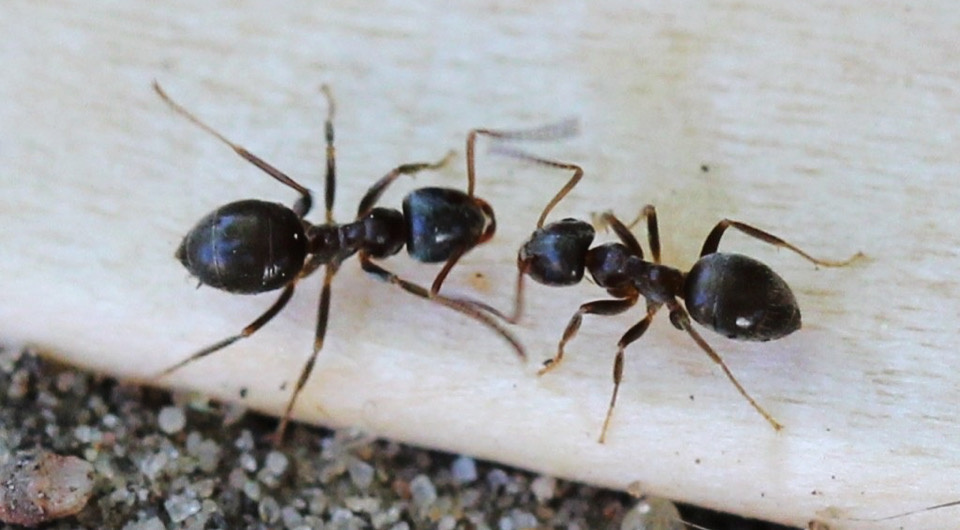   AfroBrazilian / Wikimedia Commons / CC BY-SA 4.0