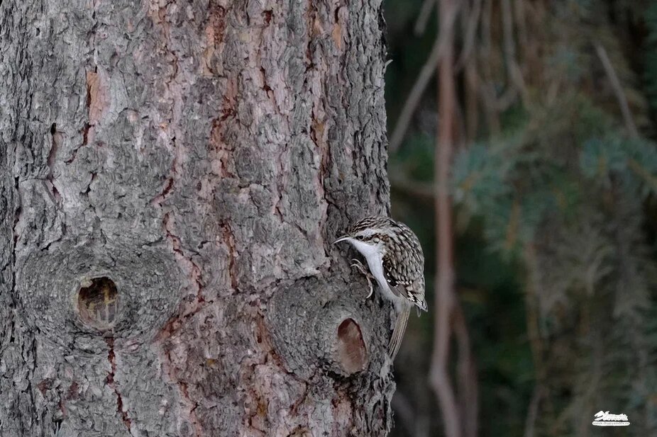 Пищуха. Фото участницы экскурсии Софьи Устюговой, 12.01.2024