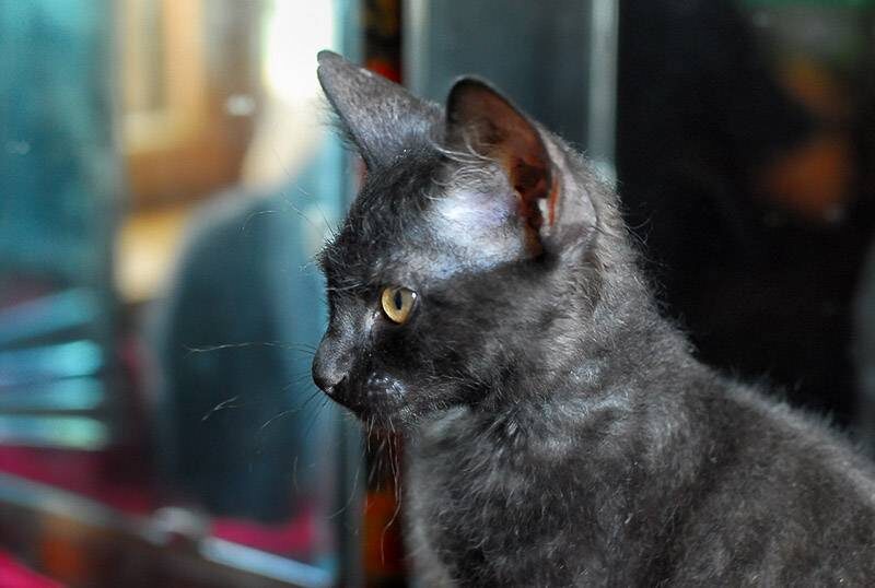 Фото из Интернета.