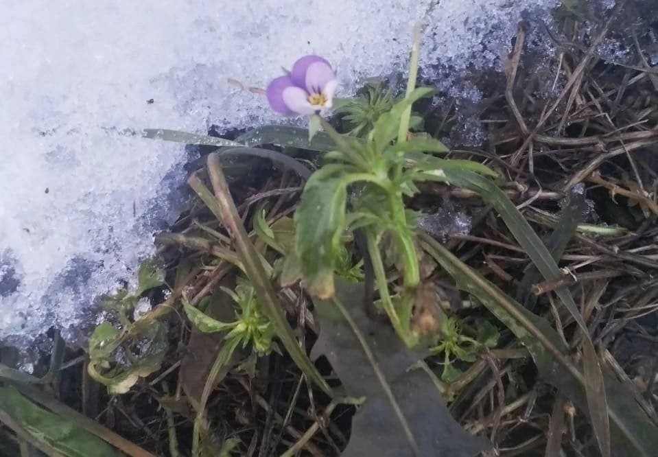    При этом цветок вырос рядом с сугробом