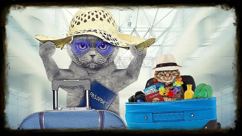 Смешные коты путешественики