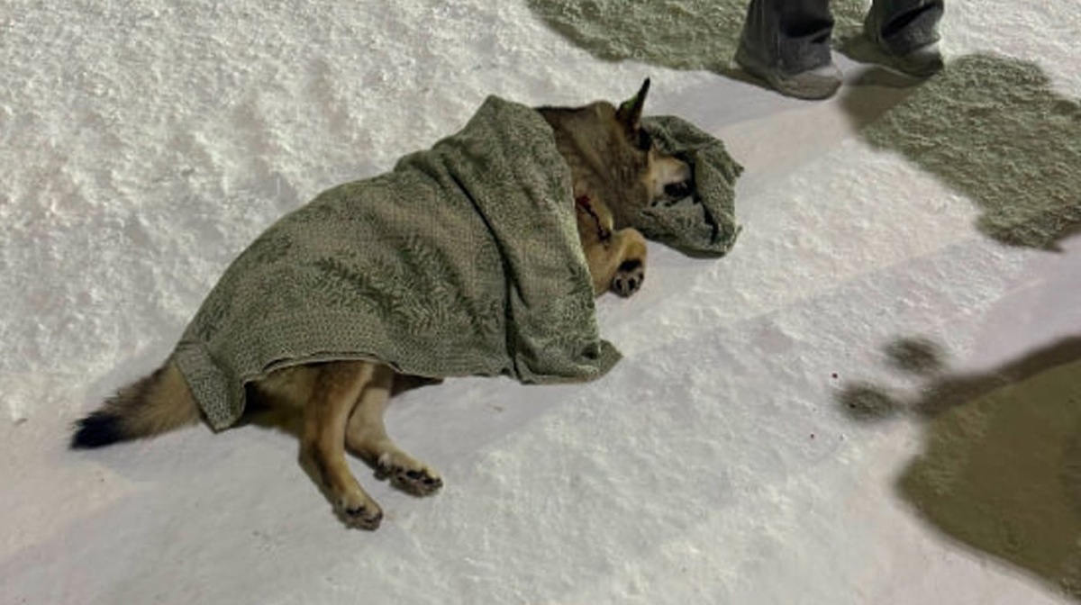    Неизвестный в Салехарде возомнил себя хантером и расстреливает псов